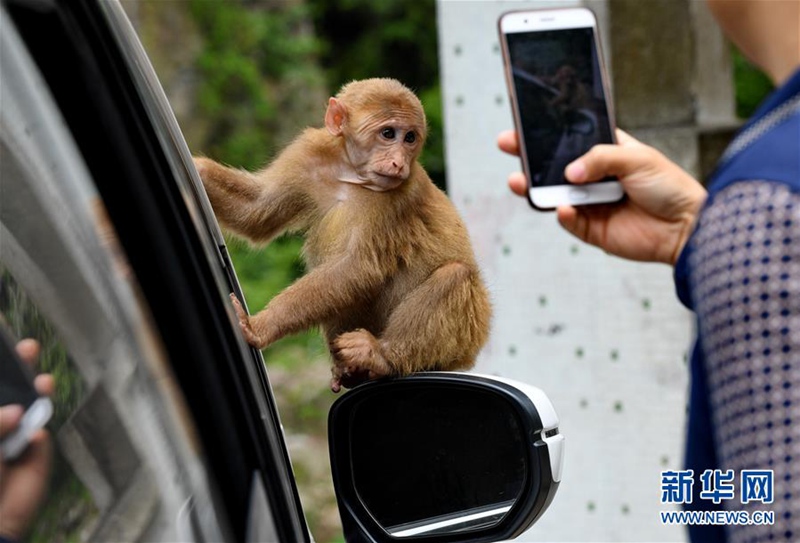 Wuyishan in Fujian: Affen und Menschen leben in Harmonie miteinander