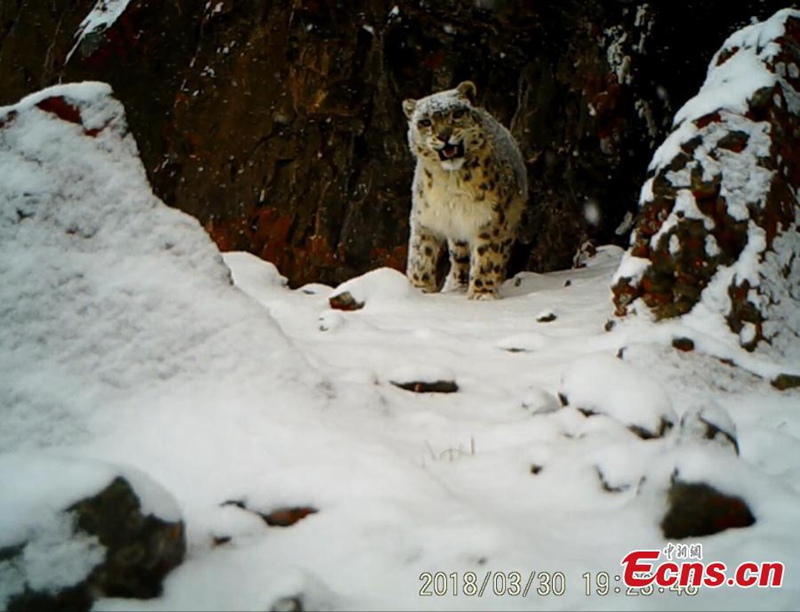 Seltene Wildtiere in tibetischem Naturschutzgebiet gesichtet