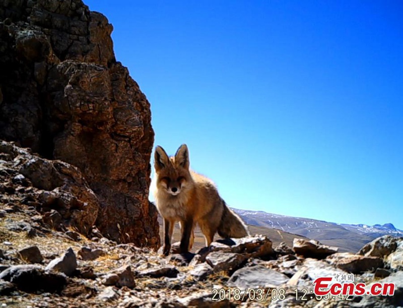 Seltene Wildtiere in tibetischem Naturschutzgebiet gesichtet
