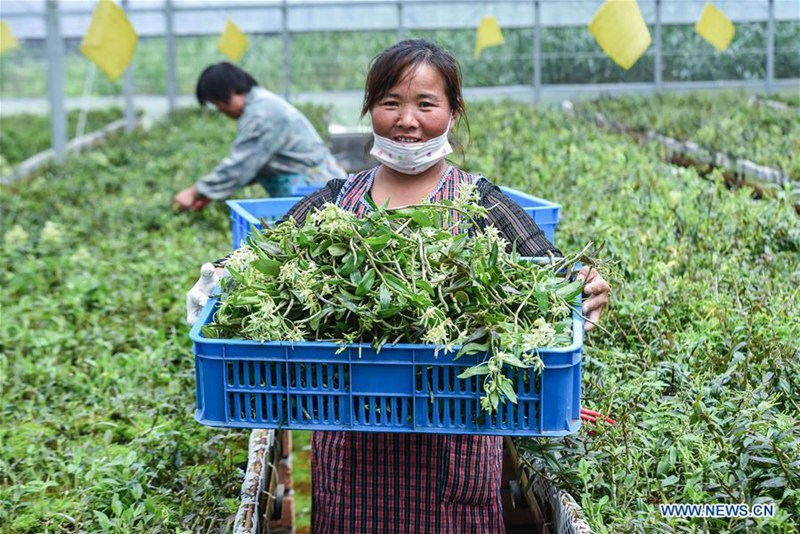 Technik f?rdert die Ertr?ge der Agrikultur in der Provinz Zhejiang