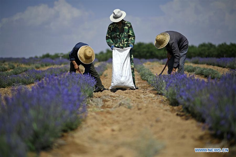 Umweltbasis in Ningxia transformiert Wüste in Ozean aus Lavendel