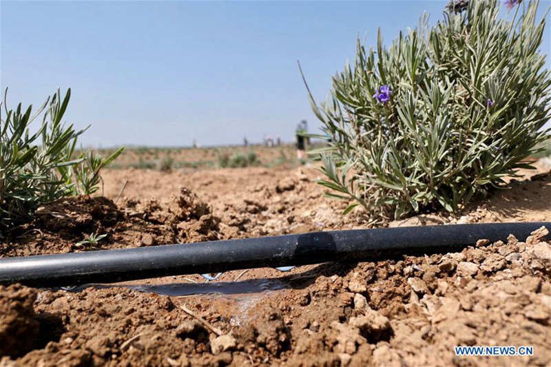 Umweltbasis in Ningxia transformiert Wüste in Ozean aus Lavendel