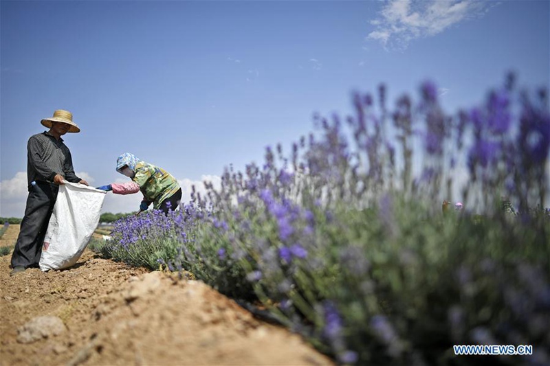 Umweltbasis in Ningxia transformiert Wüste in Ozean aus Lavendel