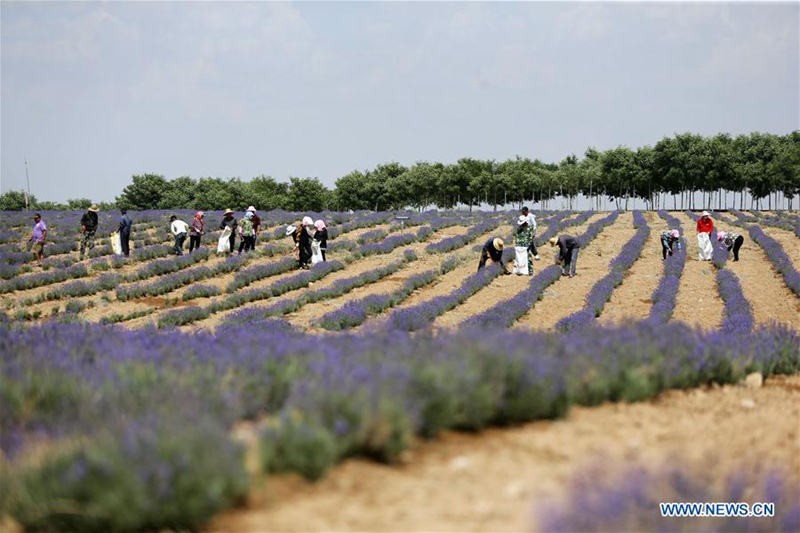 Umweltbasis in Ningxia transformiert Wüste in Ozean aus Lavendel