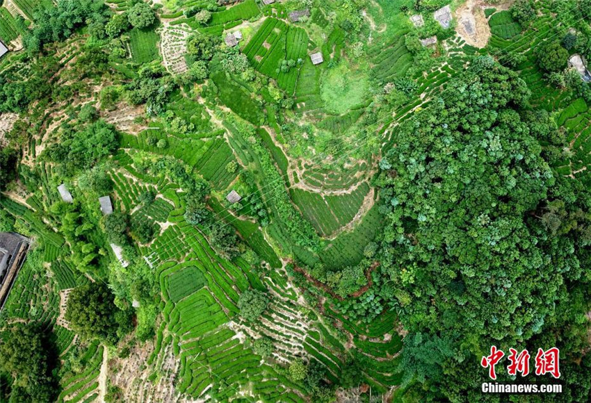 Sch?ne Luftaufnahmen von Teeplantage in Fujian