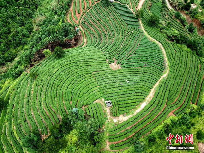Sch?ne Luftaufnahmen von Teeplantage in Fujian