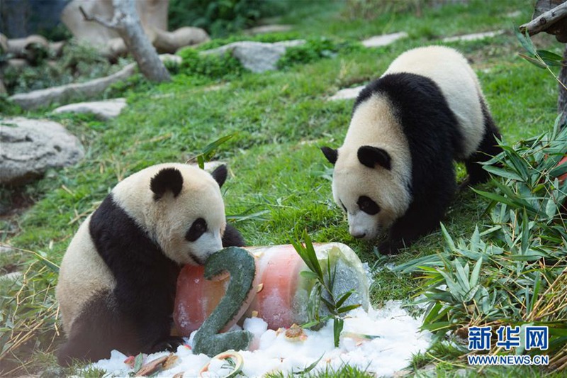 Macao: Pandazwillinge feiern ihren zweiten Geburtstag