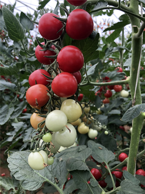 Tomaten-Gew?chshaus in Beijing