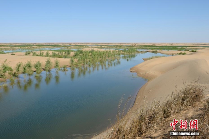 Die siebtgr??te Wüste Chinas wird grüner
