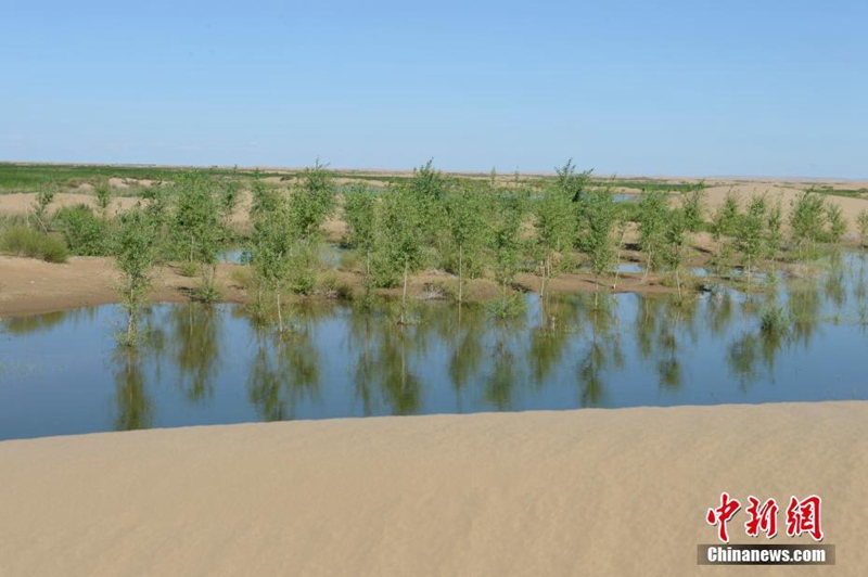 Die siebtgr??te Wüste Chinas wird grüner