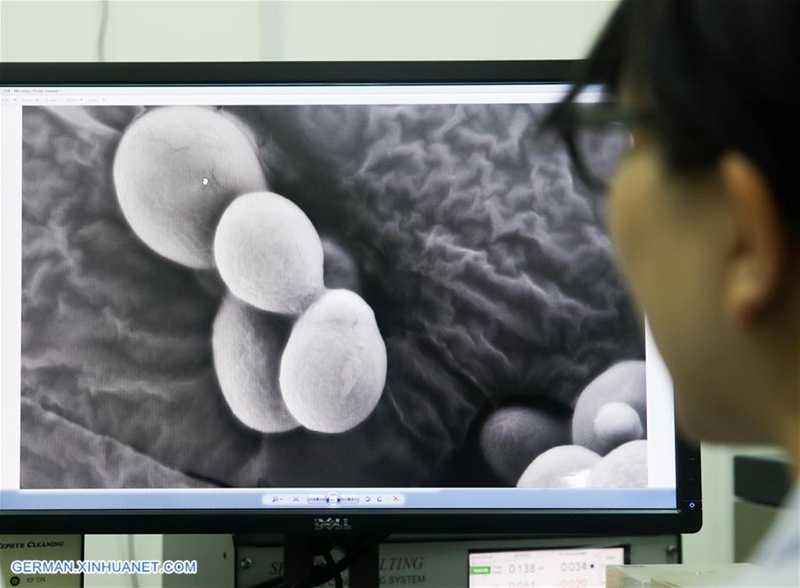China Focus: Chinesische Wissenschaftler führen eine genetische Operation durch, um die erste Einzel-Chromosom-Hefe zu erzeugen