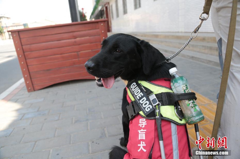 Blindenführhund hilft an der U-Bahn-Station