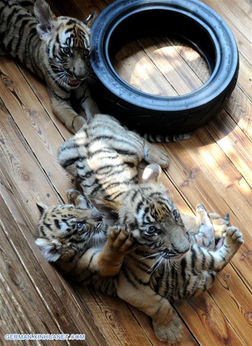 Südchinesische Tigerjungen in Zuchtbasis in Suzhou