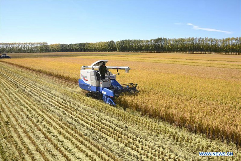 Reisernte in nordchinesischer Provinz Heilongjiang