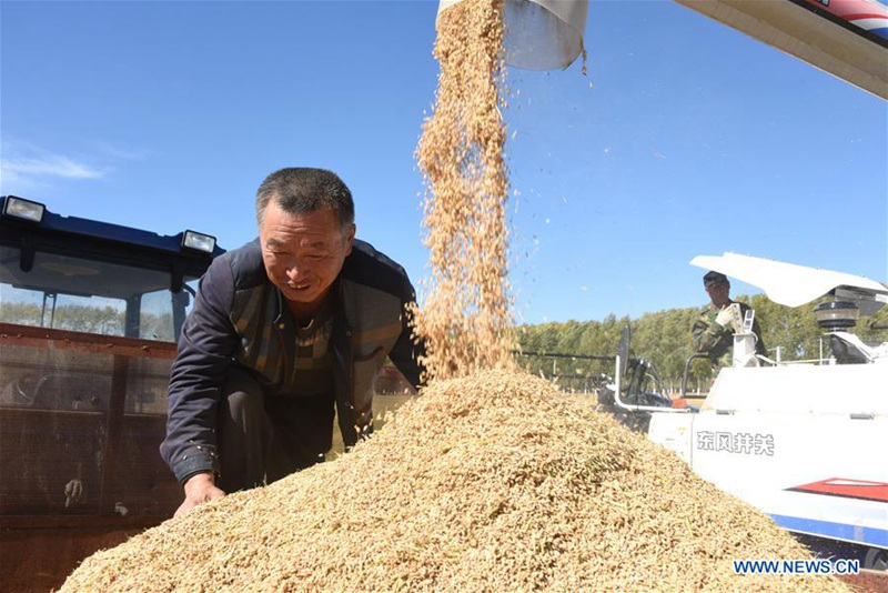 Reisernte in nordchinesischer Provinz Heilongjiang