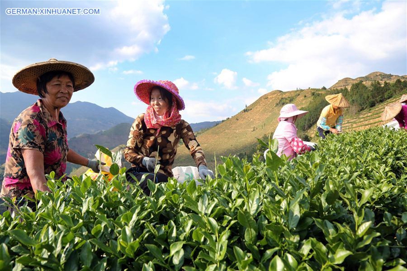 Tieguanyin-Herbsttee tritt in Erntezeit in Chinas Fujian ein