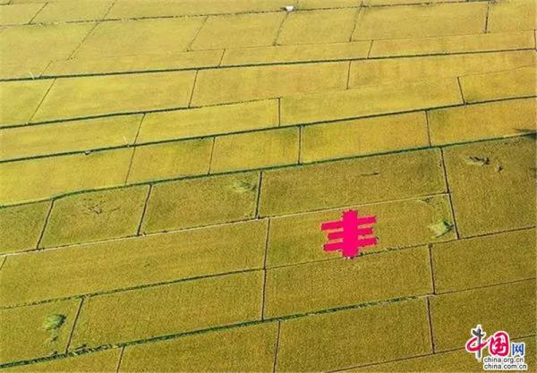Reisfeldkunst in Shenyang erschafft ein M?rchenland
