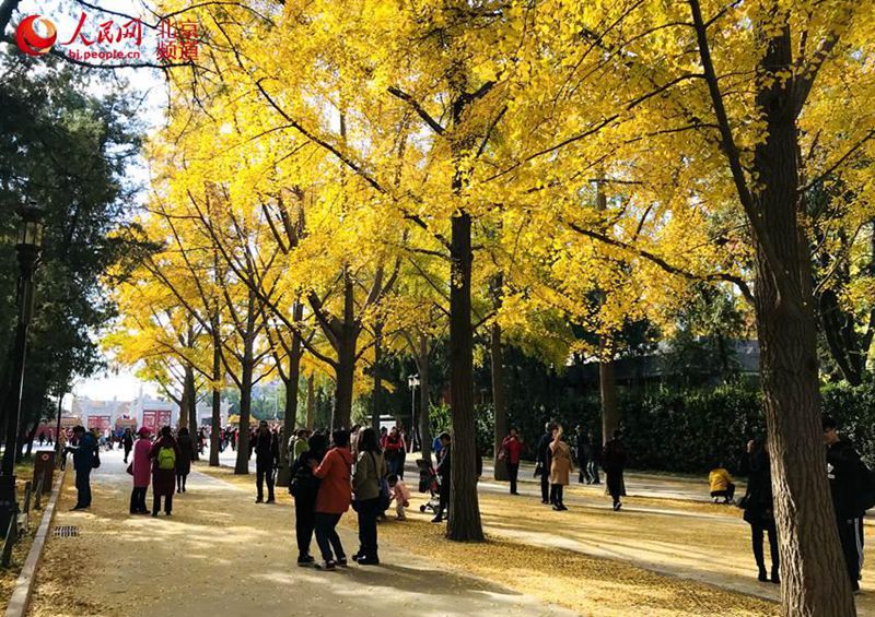 Ginkgob?ume verwandeln den Erdaltar in ein gelbes Meer