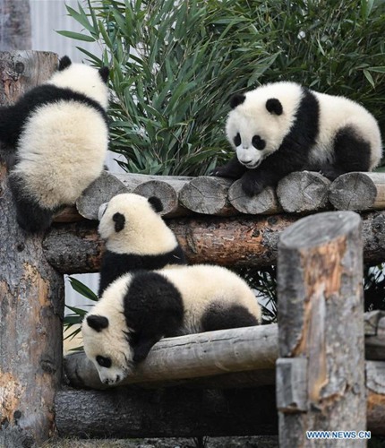 Weltweite Anzahl von Pandas in Gefangenschaft steigt auf 548 