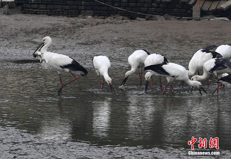 über 100 Orientalische Wei?st?rche überwintern in Anhui