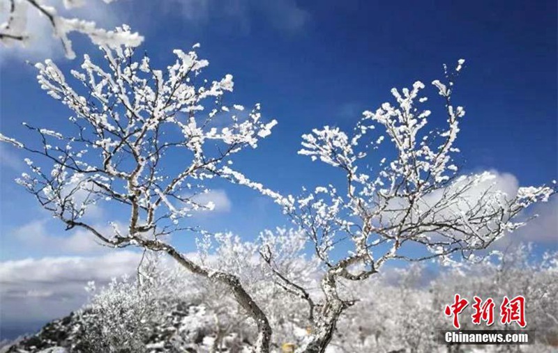Minus 38 Grad Celsius: sch?ner Raureif in der k?ltesten Gemeinde Chinas