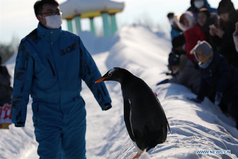 Pinguine spielen in Harbin