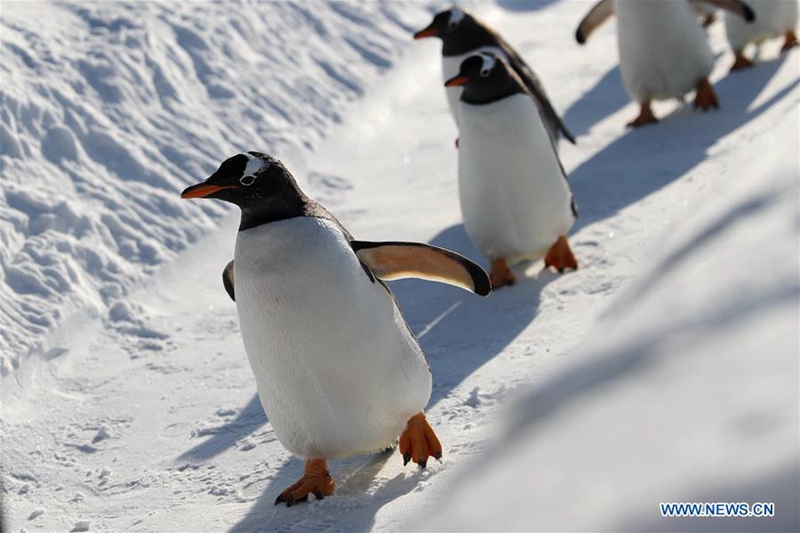 Pinguine spielen in Harbin