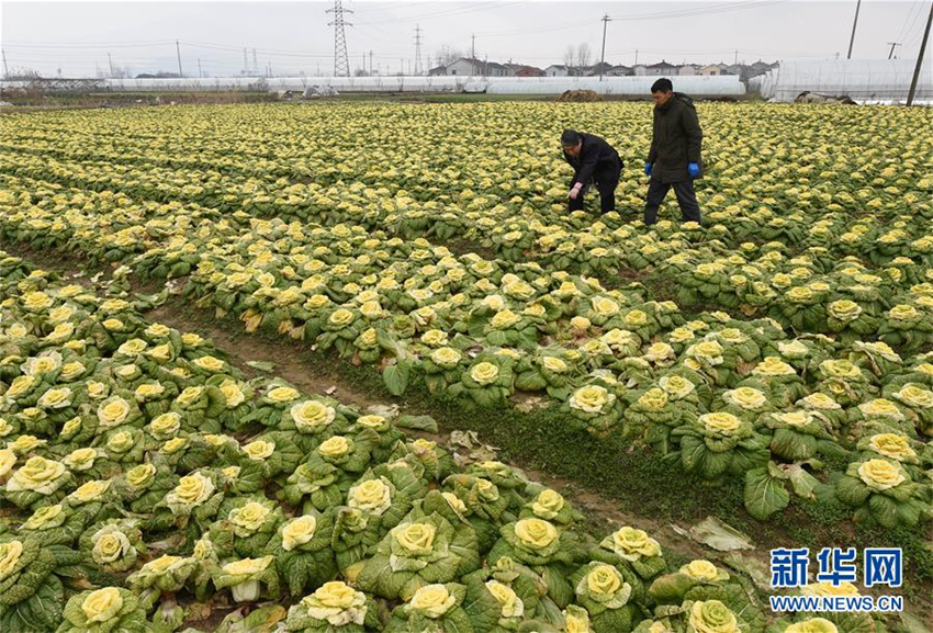 ?Chinesischer Rosenkohl“ kommt auf den Markt
