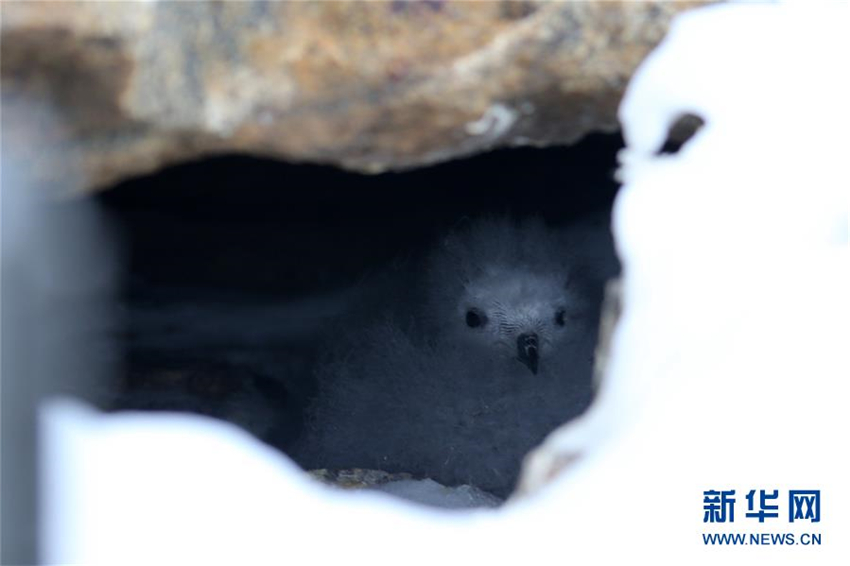 Chinas Antarktis-Expeditionsteam überwacht Schneesturmv?gel erstmals mit Infrarotkameras