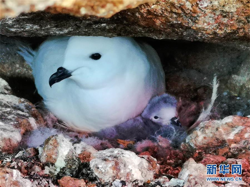 Chinas Antarktis-Expeditionsteam überwacht Schneesturmv?gel erstmals mit Infrarotkameras