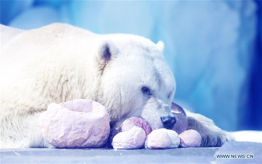 Eisb?ren feiern Laternenfest mit exklusivem ?Tangyuan“