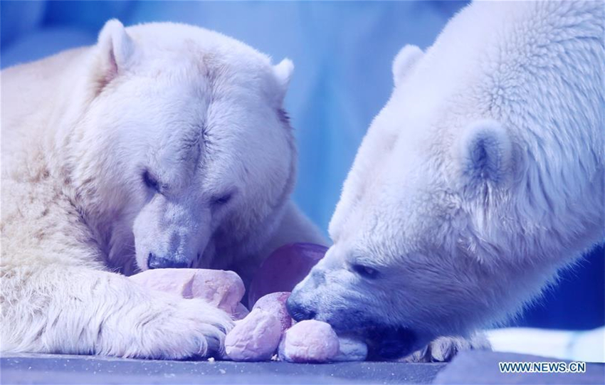 Eisb?ren feiern Laternenfest mit exklusivem ?Tangyuan“