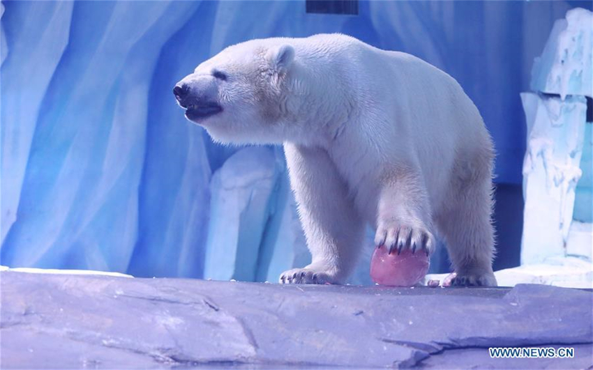 Eisb?ren feiern Laternenfest mit exklusivem ?Tangyuan“