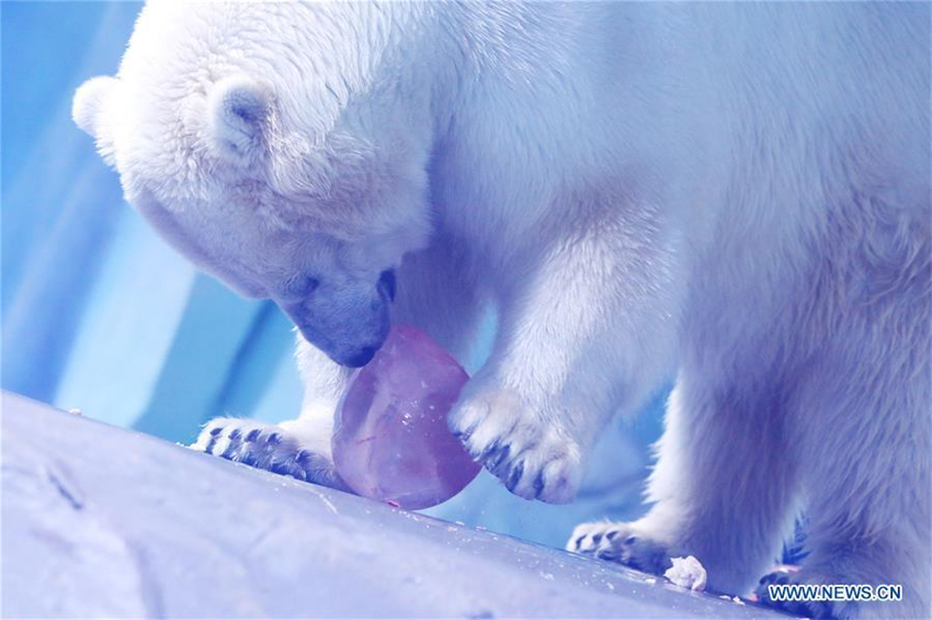 Eisb?ren feiern Laternenfest mit exklusivem ?Tangyuan“