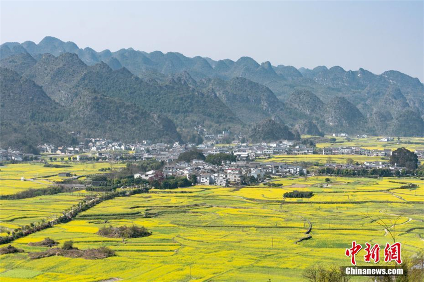 Rapsblüte in Guizhou zieht Touristen an