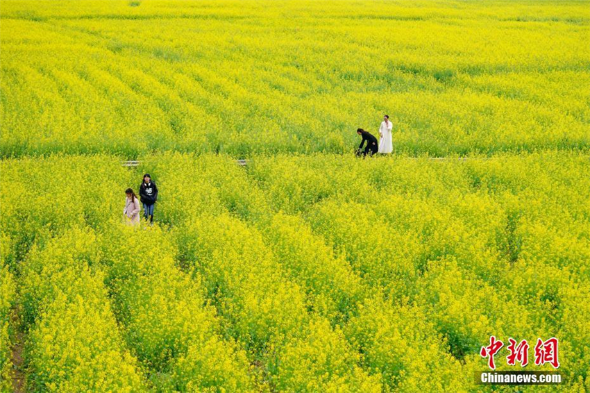 Rapsblüte in Guizhou zieht Touristen an