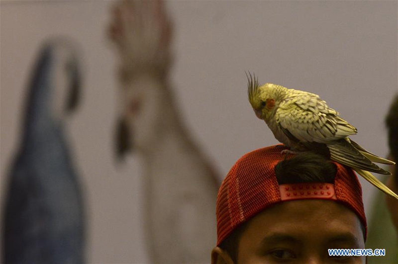 Haustier-Show auf Internationaler Ausstellung in Jakarta