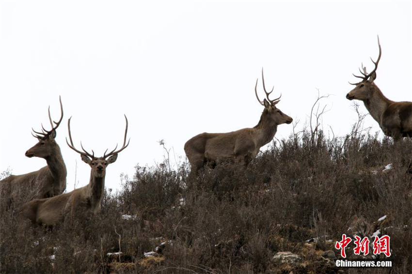 Gef?hrdete Hirsche in der Provinz Qinghai entdeckt