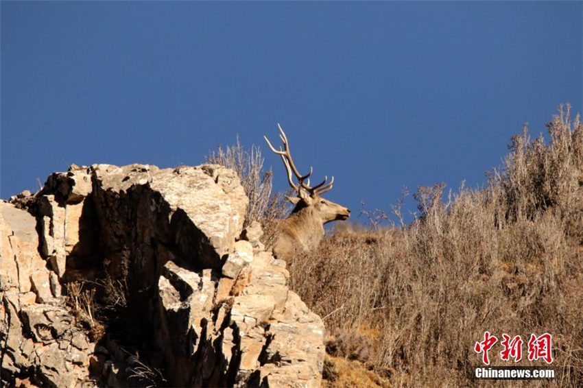 Gef?hrdete Hirsche in der Provinz Qinghai entdeckt