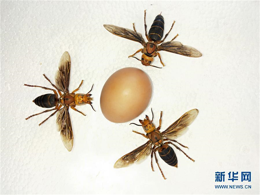 Weltweit gr??te Wespe in Yunnan entdeckt