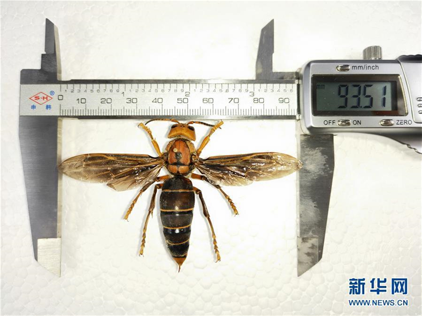 Weltweit gr??te Wespe in Yunnan entdeckt
