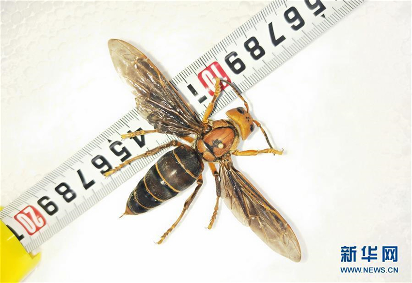 Weltweit gr??te Wespe in Yunnan entdeckt