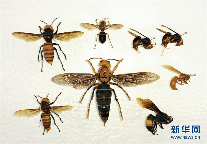 Weltweit gr??te Wespe in Yunnan entdeckt