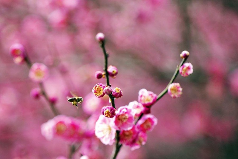 Blumen erblühen in China nach dem