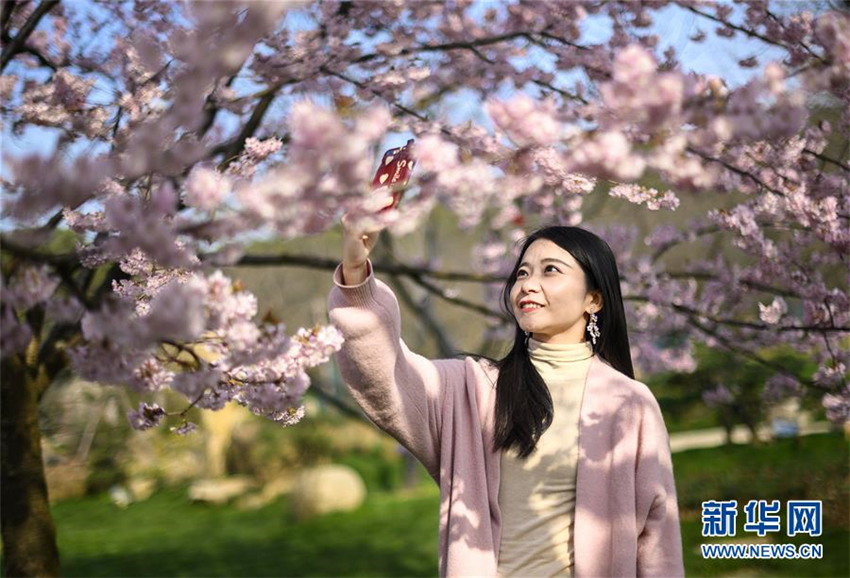 Kirschblüten-Festival in Wuhan