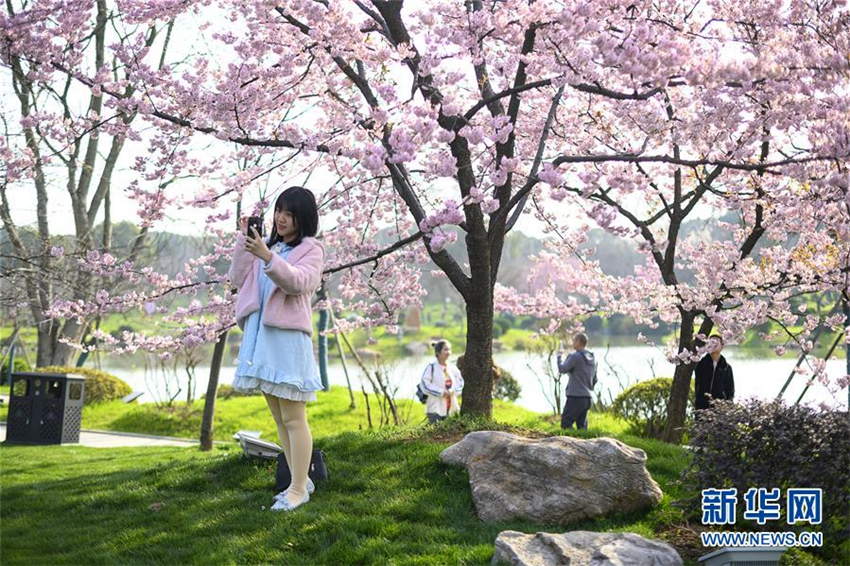Kirschblüten-Festival in Wuhan