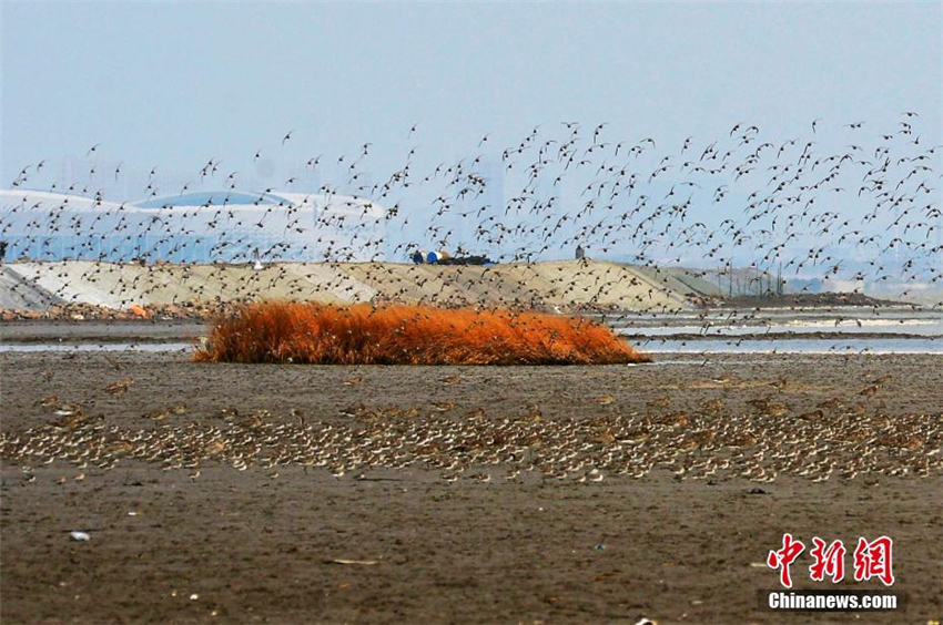 Spektakul?re Zugv?gel über Jiaozhou-Bucht