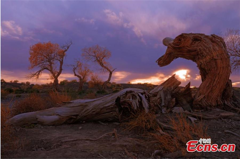 Xinjiangs goldene Wüstenpappel wird gro?er Tourismusmagnet