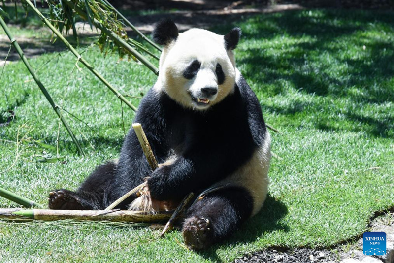 Riesenpanda-P?rchen wird in Madrid vorgestellt