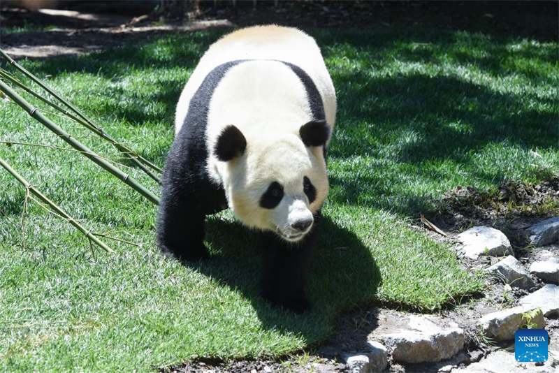 Riesenpanda-P?rchen wird in Madrid vorgestellt